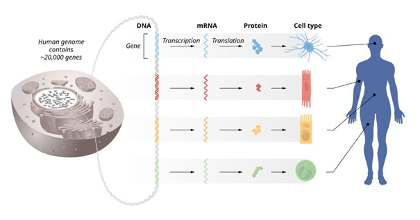 The flow of genetic information from DNA to mRNA to proteins. The identical genetic information is stored in DNA of all cells in our bodies. This requires precise regulation of gene activity so that only the correct set of genes is active in each specific cell type. © The Nobel Committee for Physiology or Medicine. Ill. Mattias Karlén